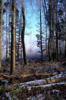 Forest glade in morning light, Witzenhausen, Germany