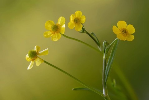 Burning buttercup, lesser spearwort, ranunculus flammula, banewort, flora, greater creeping