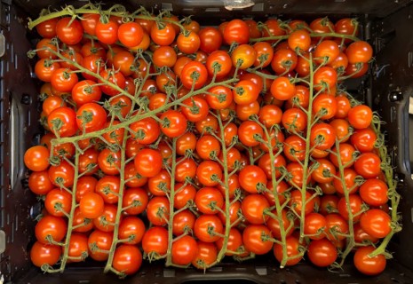 Cultivated tomatoes (Solanum lycopersicum) – vine tomatoes on display in a grocery shop, food