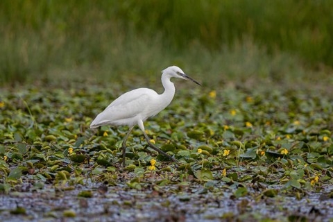 Little Egret (Egretta garzetta) Hungary