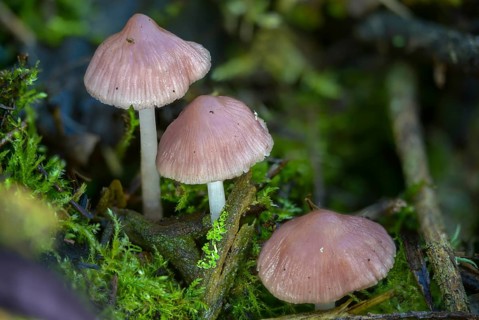 Mycena rosea, radish helmet, pink radish helmet, rosy bonnet, fungi, fungus, mushrooms