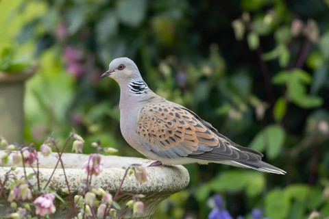 European turtle dove (Streptopelia turtur) adult bird on a garden bird bath, Suffolk, England,