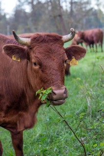 Artiodactyla, Bavaria, Bos Taurus sspec.5, cattle, even-toed ungulate, high-altitude cattle, Upper