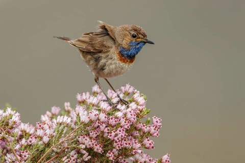 Bluethroat (Luscinia svecica), perched, Castile and Leon, Spain