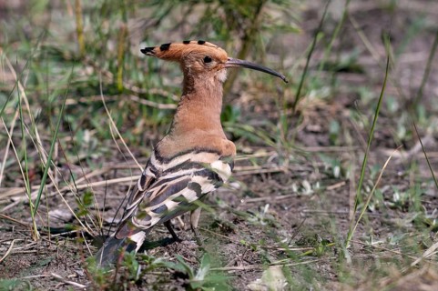Brandenburg, Germany, hoopoe, Nabu, national natural heritage, natural paradise Grünhaus, upupa