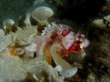 A colourful scorpionfish, the Mediterranean scorpionfish (Scorpaena scrofa), rests amongst the