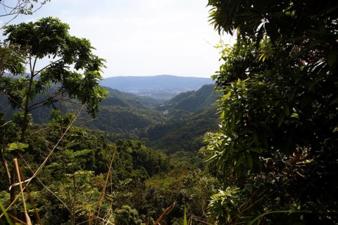 Densely overgrown hills in Blue and John Crow Montains National Park, Portland Parish, Saint Mary