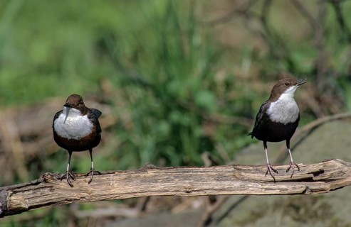 Cinclus cinclus, dippers, dippers, courtship behavior, birds, courtship display, female, leo, male,