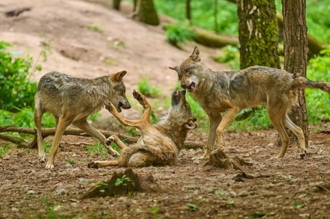 Three wolves are interacting, one is lying on the ground, the others are standing, wolf (Canis