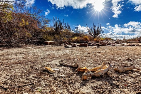 Sunny desert landscape with cacti and bones on dry soil, the thornshrub savanna in the Caatinga