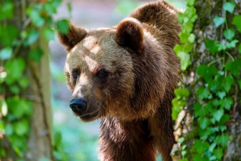 Brown bear (Ursus arctos), Germany. A bear appears in the sunlight amongst the green leaves in the