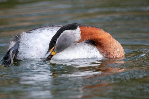 Podiceps grisegena, red-necked grebe, birds, plumage care, grebe, podicipedidae, preening, diver,