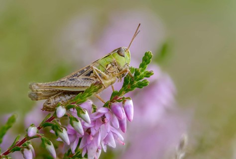 Acrididae, caelifera, field locusts, gomphocerinae, grasshoppers, heather grasshoppers, small