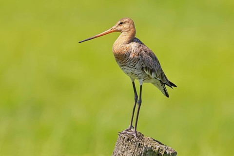 Black-tailed godwit (Limosa limosa), perched on a fence post, waders, wildlife, nature photography,