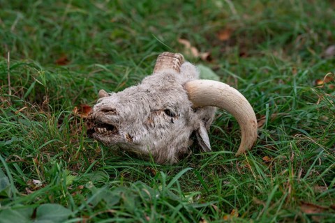 Artiodactyla, domestic sheep, even-toed ungulate, Ovis gmelini aries sspec., cloven-hoofed, scudde,