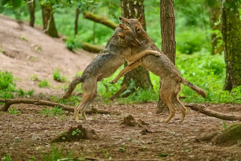 Two wolves embracing in the forest, summer, wolf (Canis lupus), Germany