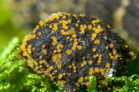 Ascobolus equinus, bristly vomit, Lasiobolus ciliatus, Lasiobolus equinus, Lasiobolus papillatus,