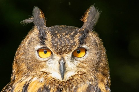 Owl with alert yellow eyes against a dark background, eagle owl (Bubo bubo), adult, animal