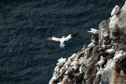 Seabirds in a colony on the rocks, a bird in flight against a dark sea backdrop, a colony of