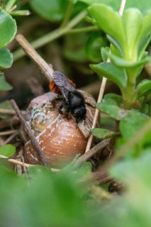 Hymenoptera, osmia bicolor, snail shell bee, hide the nest, bicolor snail bee, blade of grass, high