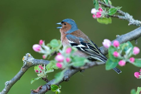 Chaffinch, Fringilla Coelebs, Fruit Tree Blossoms, Birds, Call, Spring, Song, Male, Passeri, Call,