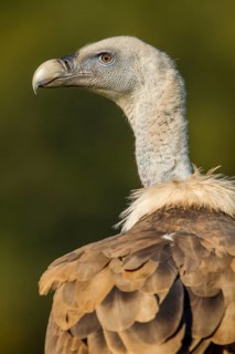 Griffon Vulture (Gyps fulvus), portrait, Castile and Leon, Spain
