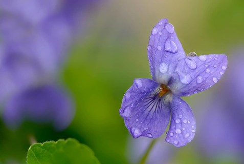Sweet Violet, Violet, Violet, Viola Odorata, Violaceae, Flora, Plants, Plants