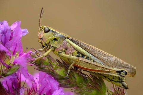 Acrididae, caelifera, grasshoppers, short-feeler scare, locustinae, mecostethus grossus,