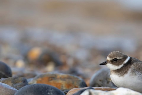 Ringed plover (Charadrius hiaticula) juvenile wading bird on a shingle beach in summer, England,