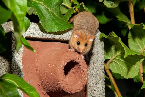 Hazel vole, Hazel dormouse, Muscardinus avellanarius, rodents, rodentia, bilche, dormice, dormouse,