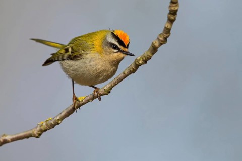 Firecrest, Regulus ignicapillus, Roitelet à triple bandeau, Roitelet triple-bandeau, Reyezuelo