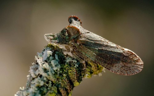 Auchenorrhyncha, cicadellidae, cicadomorpha, common ear cicada, hemiptera, horned leaf hopper,