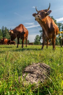 Artiodactyla, Bavaria, Bos Taurus sspec.5, cattle, even-toed ungulate, high-altitude cattle, cow