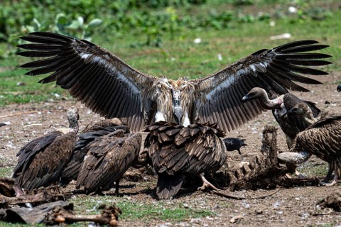 Vulture, slender-billed vulture (Gyps tenuirostris), Chitwan National Park, Terai, Nepal