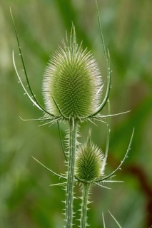 Wild teasel (Dipsacus fullonum), Baden-Württemberg, Germany