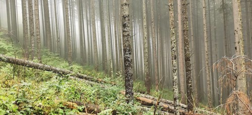 Mystical forest with tall trees in fog, High Tatras National Park, Carpathians, Poland