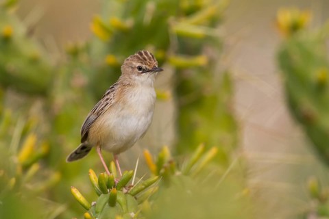 Zitting Cisticola - Zistensänger - Cisticola juncidis ssp. cisticola, Morocco