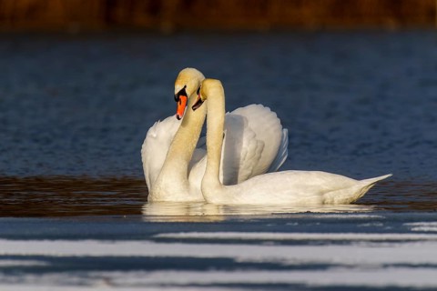 Mute swan (Cygnus olor), wildlife, Germany. A pair of swans show their affection on a lake in the