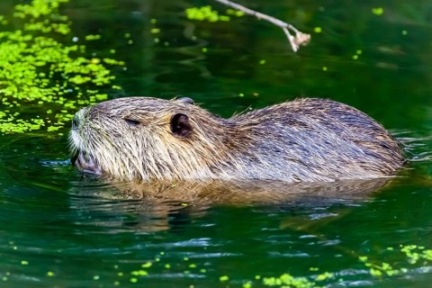 Animals, mammals, nutria, beaver rat, swamp beaver, biotope, habitat, tailbober, tail rat