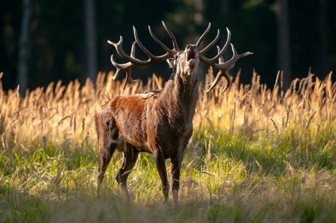 Artiodactyla, Cervus Elaphus, even-toed ungulate, cloven-hoofed, red deer, red deer, rutting, deer,