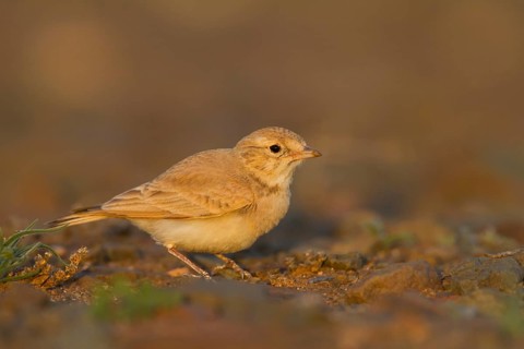 Bar-tailed Desert Lark - Sandlerche - Ammomanes cincturus, Marokko, adult