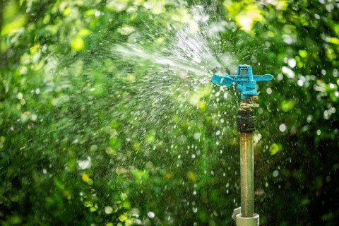 A sprinkler irrigates wet-shining plants, sunlight, Chelsea Physic Garden, historic botanical