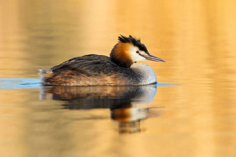 A great crested grebe swimming in the water, (Podiceps Scalloped ribbonfish), animals, birds,