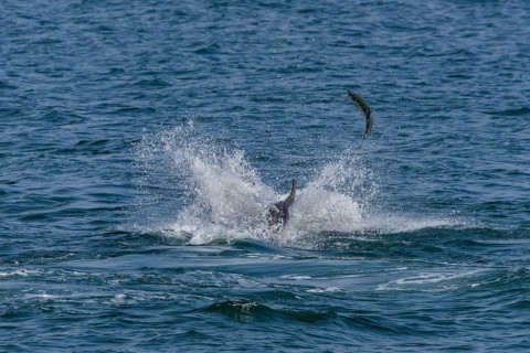 An Atlantic salmon (Salmo salar) attempts to escape a bottlenose dolphin (Tursiops truncatus) by