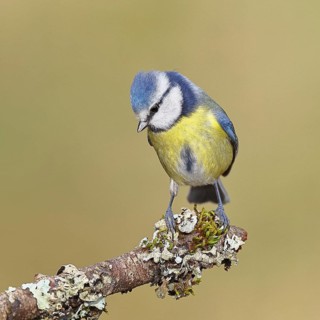 Blue Tit (Parus caeruleus), perched on a branch covered in lichen, Wilnsdorf, North