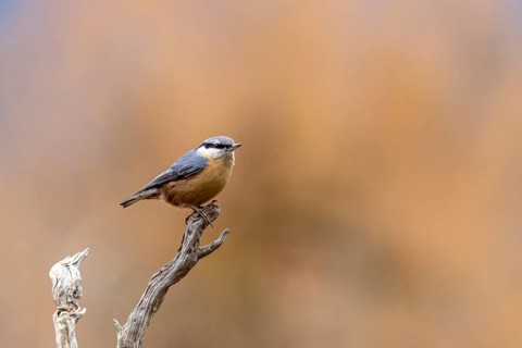 A small bird is perched on the side of a branch against a blurred background, a nuthatch (Sitta