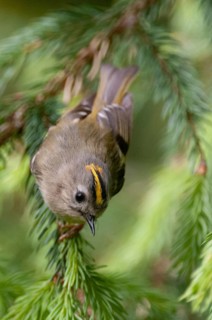 Goldcrest, golden chicken, Regulus regulus, winter golden chicken, birds, high size, portrait