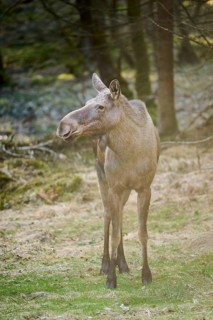 Elk (Alces alces) standing on a meadow on the edge of a forest, Bavaria, Germany