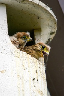 Falco tinnunculus, Common Kestrel, kestrel, birds, falcon, falconiformes, falcons, birds of prey,