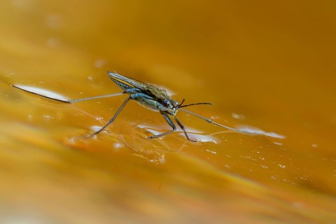 Aquarius najas, stream strider, gerris najas, heteroptera, river skater, black-backed strider,